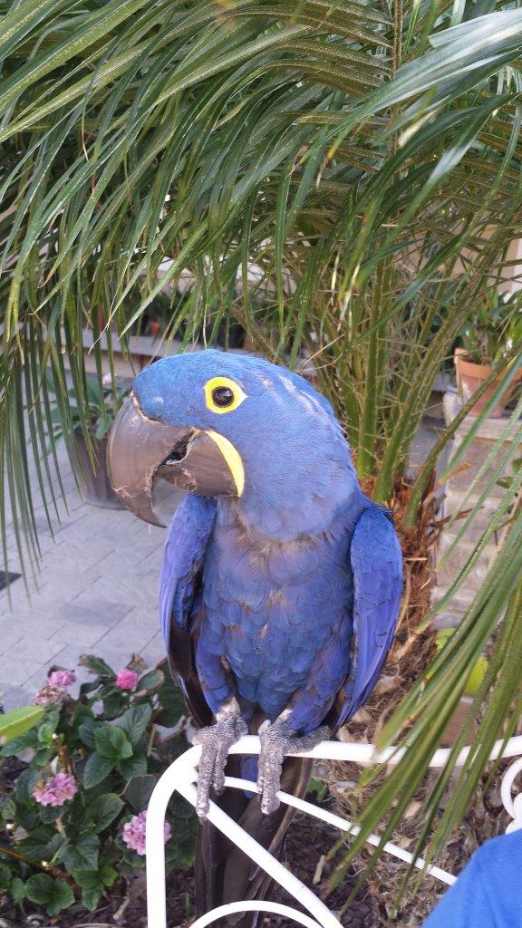 Tess - Hyacinth Macaw.jpg